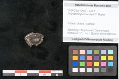 Foto (Objekt + Etikett) von Phymatocaryon mackayi F.V. Mueller (NHMW-GEO-2024-0188-10450)